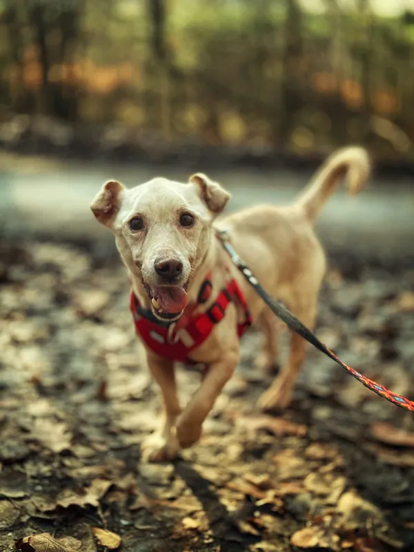 Pies do adopcji, Dłużyna Górna, 18 lutego 2026 (1/5)