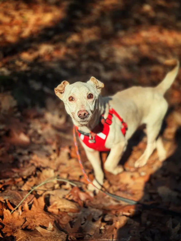 Pies do adopcji, Dłużyna Górna, 18 lutego 2026 (3/5)