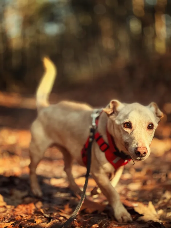 Pies do adopcji, Dłużyna Górna, 18 lutego 2026 (5/5)