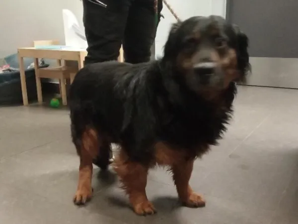 Znaleziono psa, Bydgoszcz, 17 lutego 2026