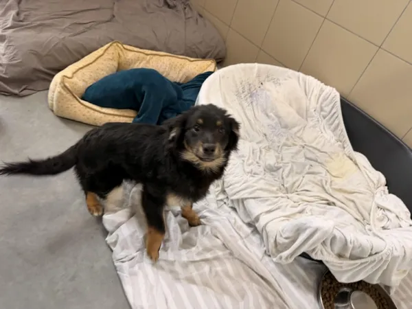 Pies do adopcji, Kraków, 13 lutego 2026