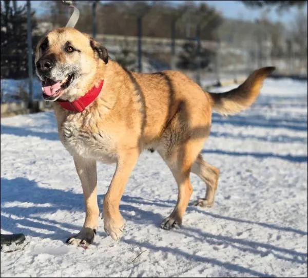 Znaleziono psa, Grudziądz, 7 stycznia 2026