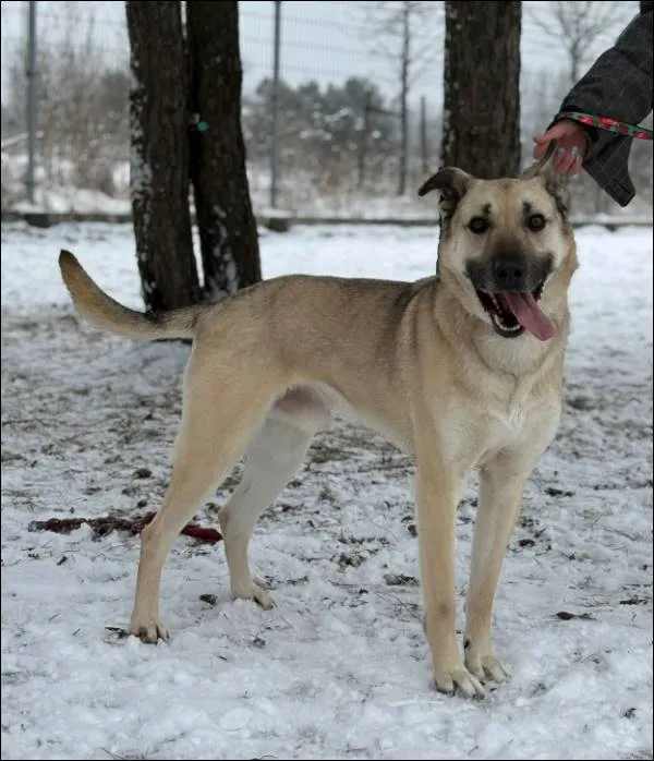 Znaleziono psa, Grudziądz, 7 stycznia 2026