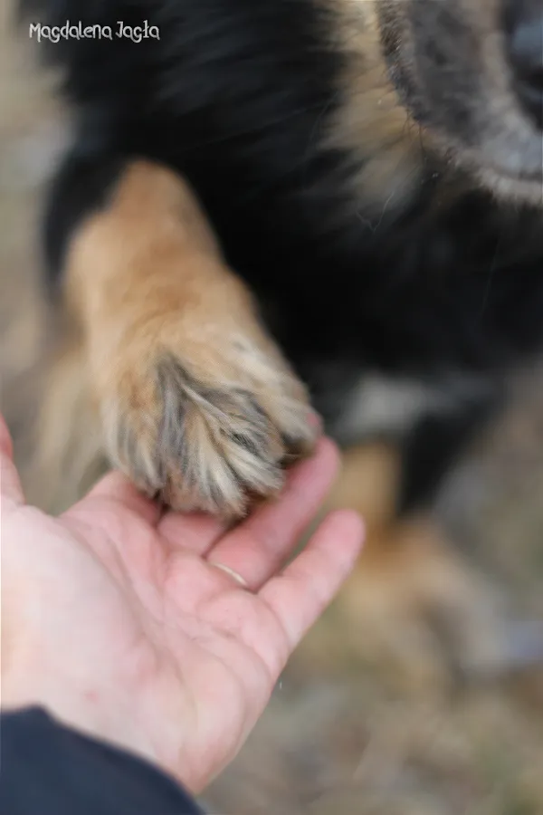 Pies do adopcji, Bydgoszcz, 18 lutego 2026 (1/5)