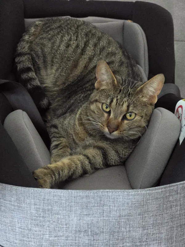 Zaginął kot, Bielsko-Biała, Komorowice Śląskie, 19 lutego 2026