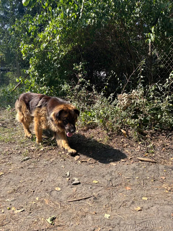 Pies do adopcji, Milanówek, 2 września 2025 (3/5)