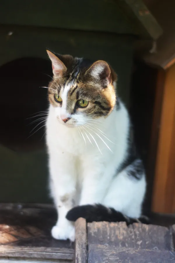 Kot do adopcji, Milanówek, 6 września 2025 (1/5)