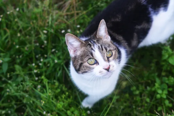 Kot do adopcji, Milanówek, 6 września 2025 (2/5)