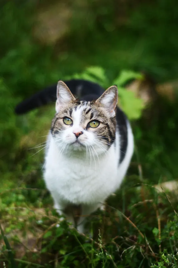 Kot do adopcji, Milanówek, 6 września 2025 (3/5)