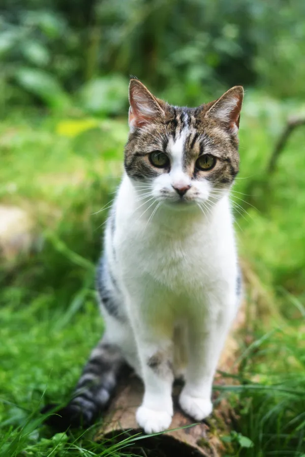 Kot do adopcji, Milanówek, 6 września 2025 (4/5)