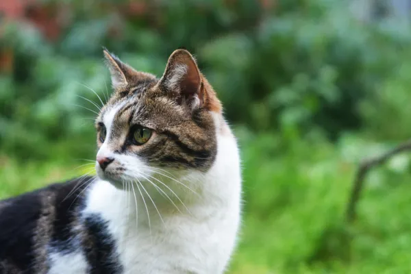 Kot do adopcji, Milanówek, 6 września 2025 (5/5)