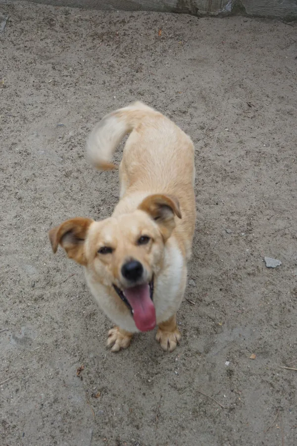 Pies do adopcji, Milanówek, 19 października 2025 (2/5)