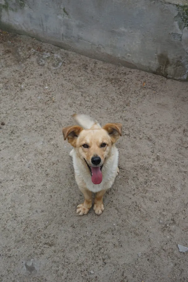 Pies do adopcji, Milanówek, 19 października 2025 (4/5)