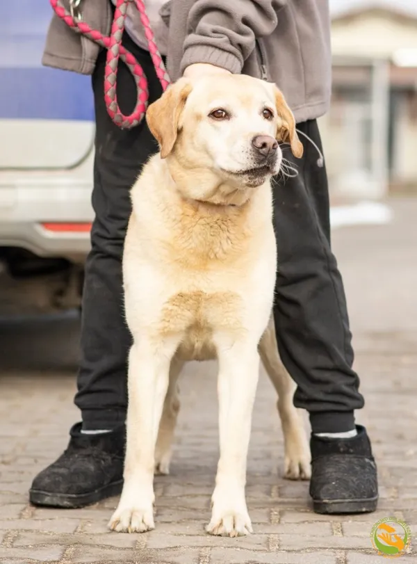 Znaleziono psa, Skałowo, 18 lutego 2026 (2/3)