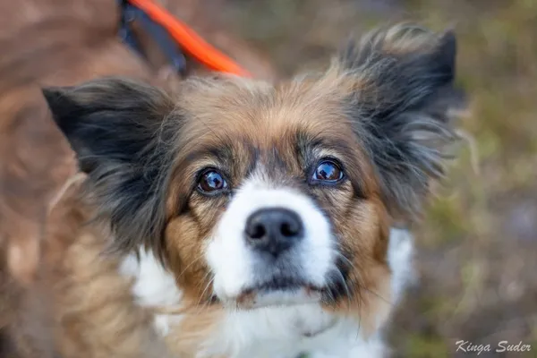 Pies do adopcji, Kraków, 4 lutego 2026 (1/4)