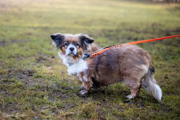 Pies do adopcji, Kraków, 4 lutego 2026 (4/4)