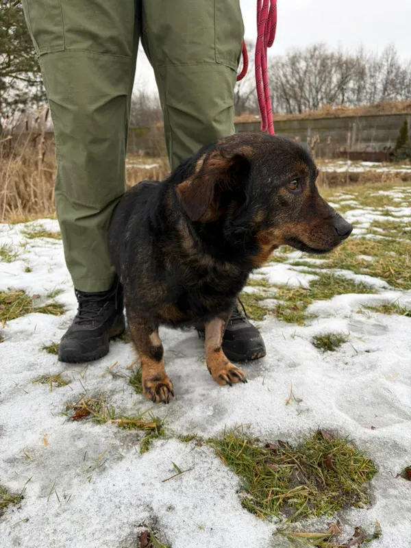 Pies do adopcji, Bełchatów, 7 stycznia 2026 (2/5)