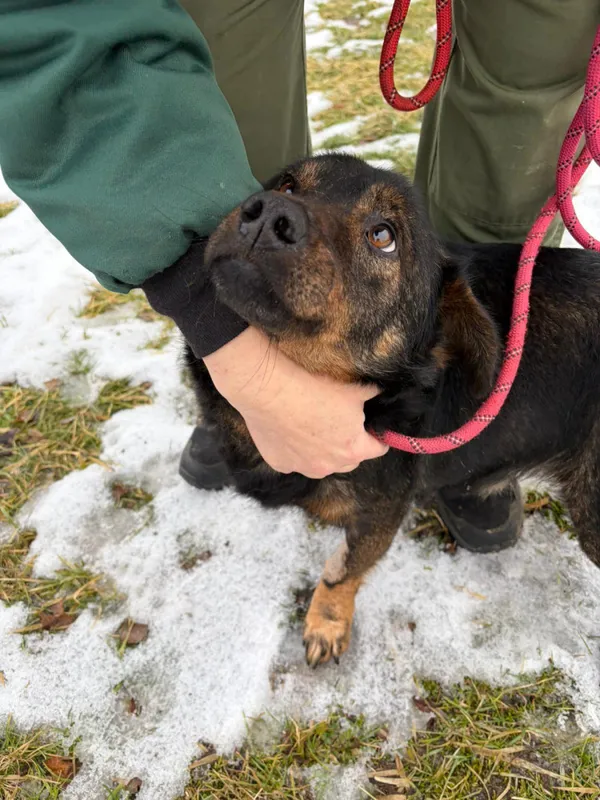 Pies do adopcji, Bełchatów, 7 stycznia 2026 (3/5)