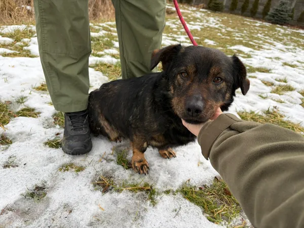 Pies do adopcji, Bełchatów, 7 stycznia 2026 (4/5)