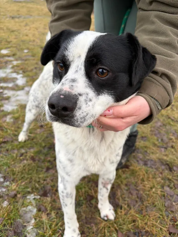 Pies do adopcji, Bełchatów, 16 stycznia 2026 (1/5)