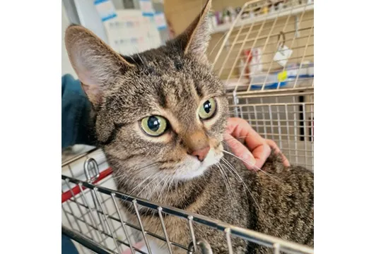 Kot do adopcji, Wrocław, 19 lutego 2026