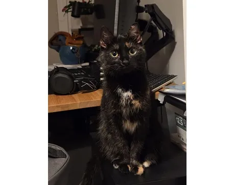 Kot do adopcji, Wrocław, 19 lutego 2026