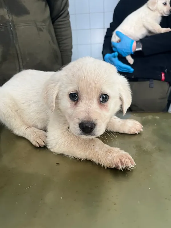 Znaleziono psa, Lublin, 19 lutego 2026