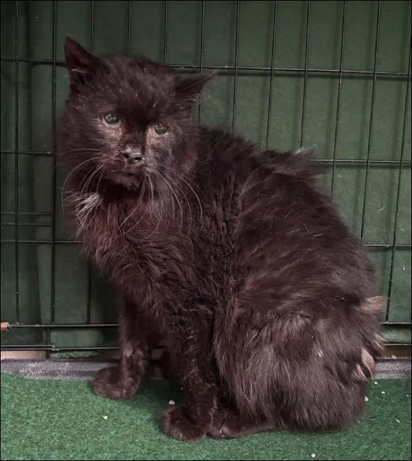 Znaleziono kota, Grudziądz, 19 lutego 2026