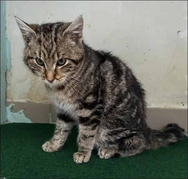 Znaleziono kota, Grudziądz, 19 lutego 2026