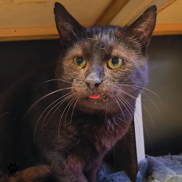 Kot do adopcji, Gdynia, 19 lutego 2026 (3/5)