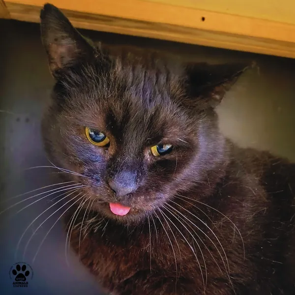 Kot do adopcji, Gdynia, 19 lutego 2026 (4/5)