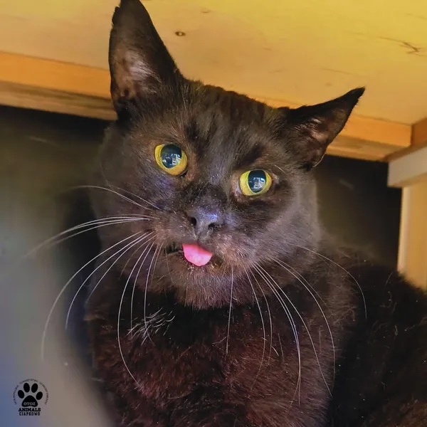 Kot do adopcji, Gdynia, 19 lutego 2026 (5/5)