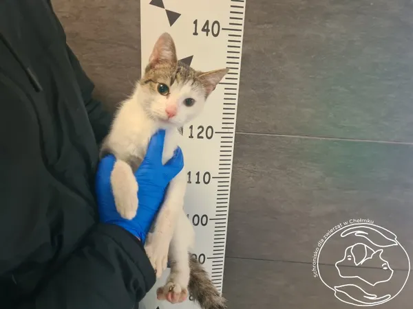 Znaleziono kota, Chełmek, 18 lutego 2026