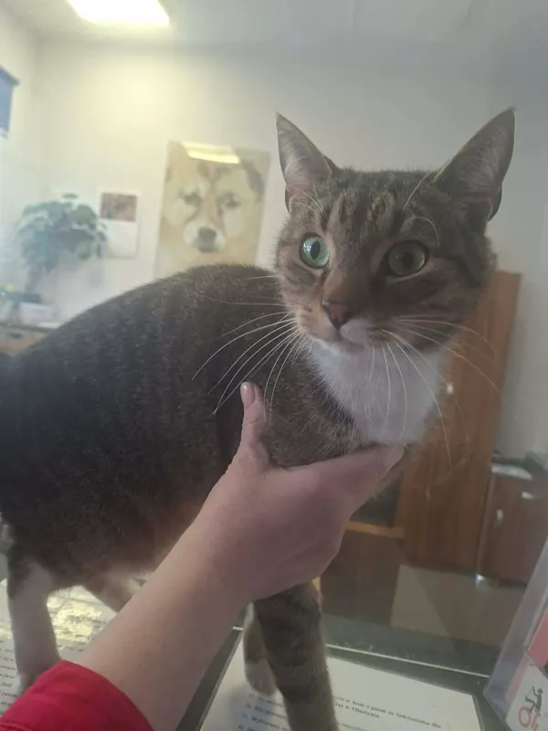 Znaleziono kota, Olsztyn, 19 lutego 2026