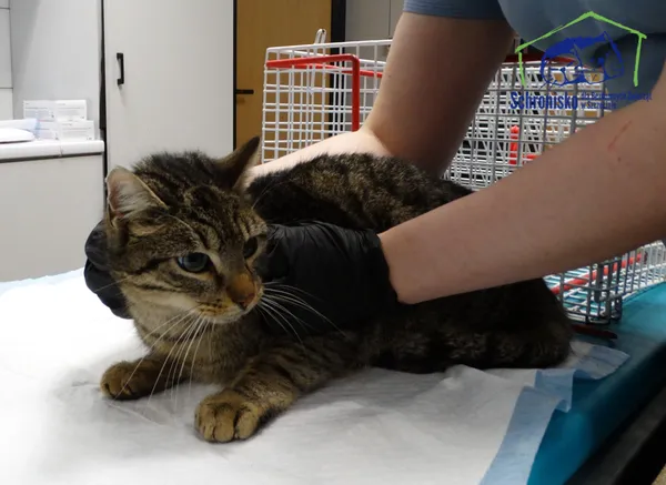 Znaleziono kota, Szczecin, 18 lutego 2026