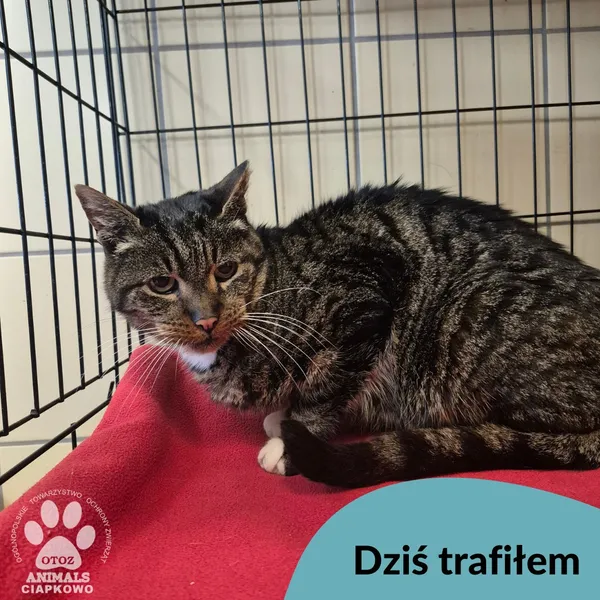 Znaleziono kota, Gdynia, 18 lutego 2026