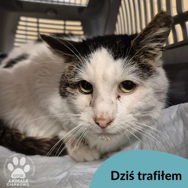 Znaleziono kota, Gdynia, 17 lutego 2026