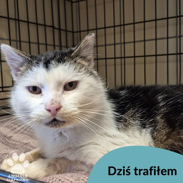 Znaleziono kota, Gdynia, 17 lutego 2026