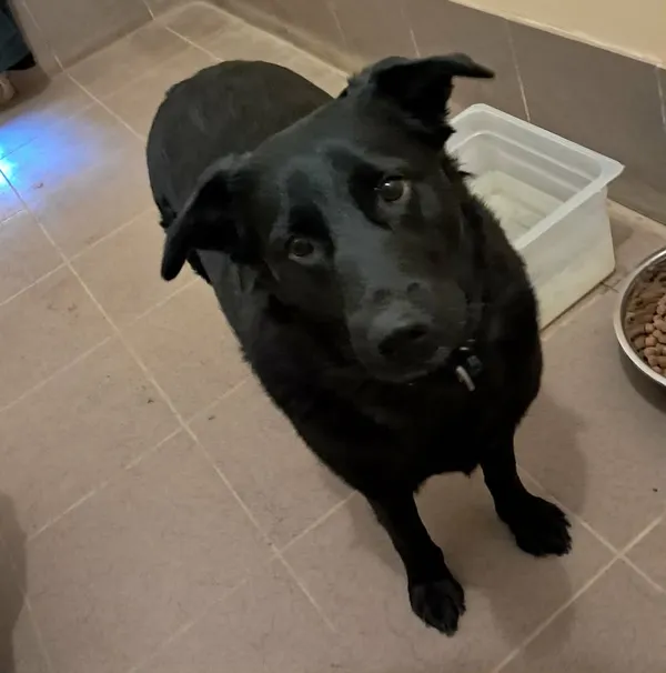 Znaleziono psa, Olsztyn, 18 lutego 2026