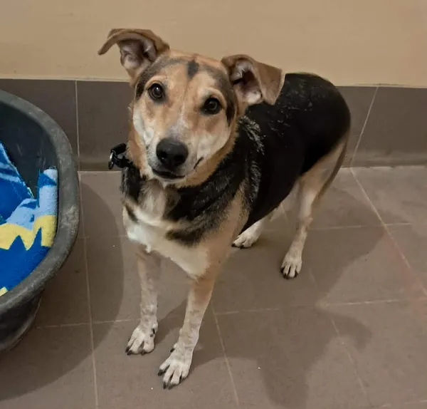 Znaleziono psa, Olsztyn, 18 lutego 2026