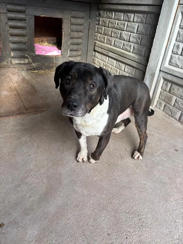 Znaleziono psa, Choszczno, 18 lutego 2026