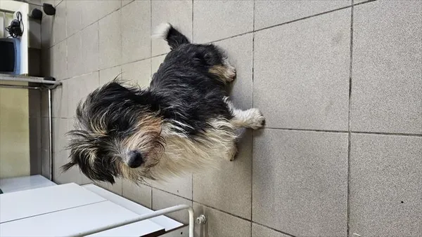 Znaleziono psa, Choszczno, 2 lutego 2026