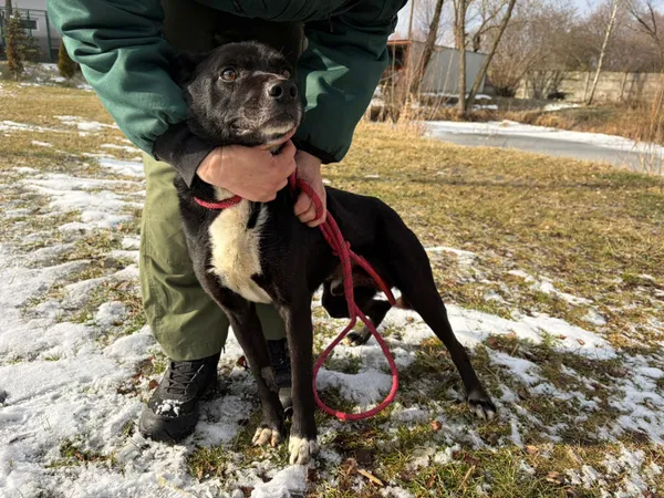 Pies do adopcji, Bełchatów, 31 grudnia 2025 (1/5)