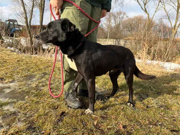 Pies do adopcji, Bełchatów, 31 grudnia 2025 (2/5)