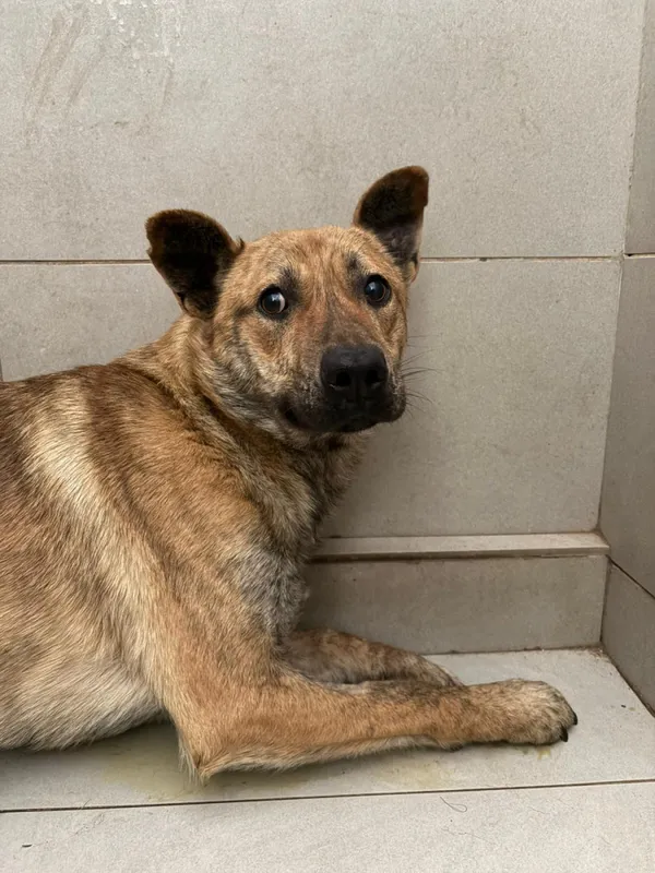 Pies do adopcji, Bełchatów, 7 stycznia 2026 (1/5)