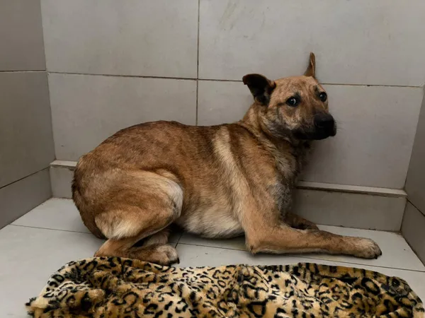 Pies do adopcji, Bełchatów, 7 stycznia 2026 (4/5)