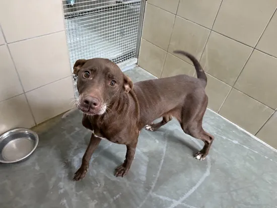 Pies do adopcji, Kraków, 5 lutego 2026