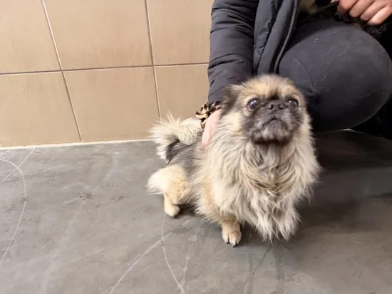 Pies do adopcji, Kraków, 5 lutego 2026