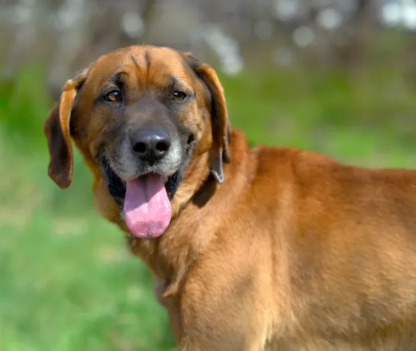 Oddam psa, Olsztyn, Osiedle nad Jeziorem Długim, 20 lutego 2026 (1/2)