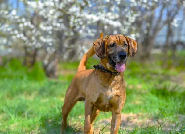 Oddam psa, Olsztyn, Osiedle nad Jeziorem Długim, 20 lutego 2026 (2/2)